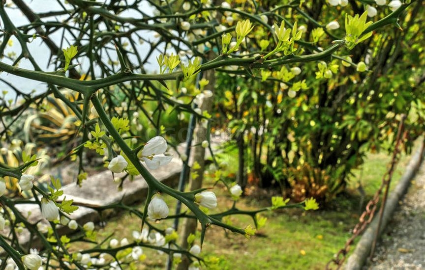 Понцирус трехлистный: выращивание и уход