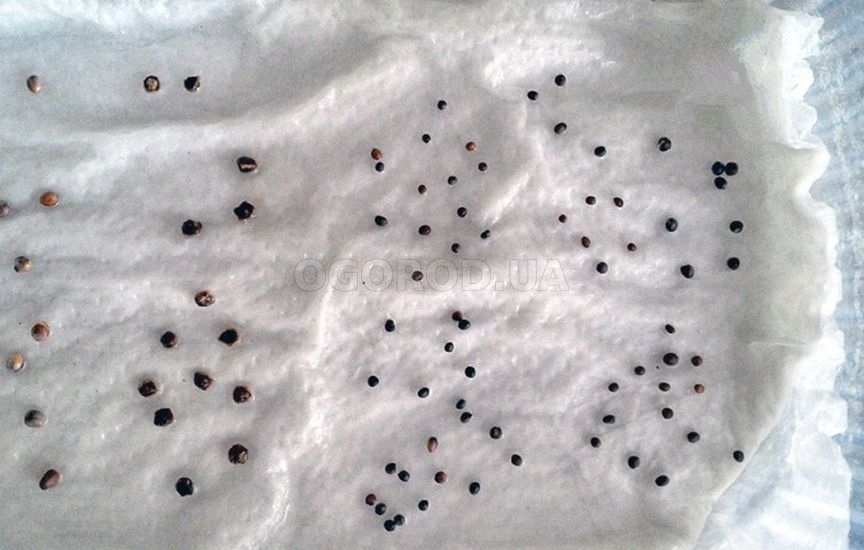 Рассада капусты: сроки и уход