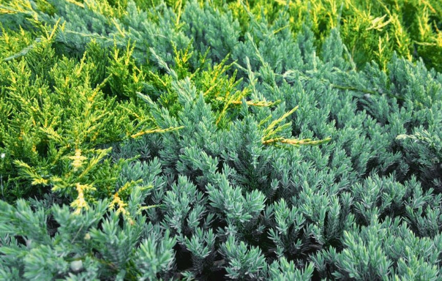 С чем и где посадить можжевельник – 9 стильных вариантов