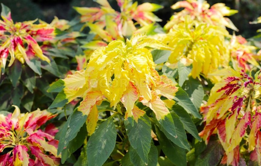 Какие цветы посеять прямо в грунт в апреле-мае