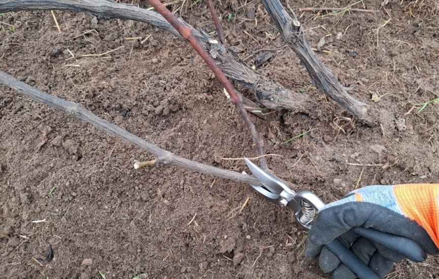 Укрытие винограда: советы опытного садовода Укрытие винограда: советы опытного садовода