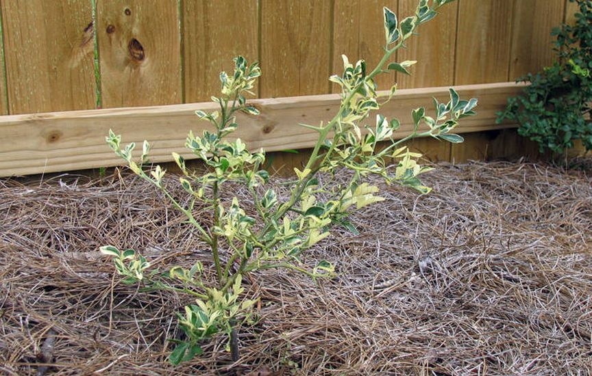 Понцирус трехлистный: выращивание и уход