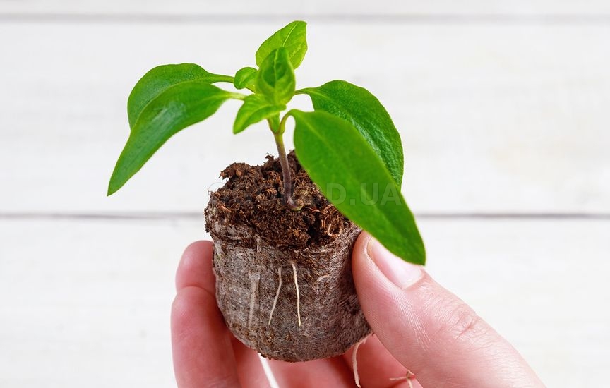 Рассада в торфяных таблетках: пошаговая инструкция