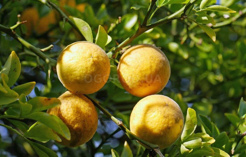 Понцирус трёхлистный: выращивание и уход