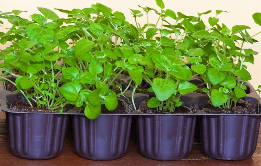 Когда сеять цветы на рассаду: сроки для однолетников и двулетников