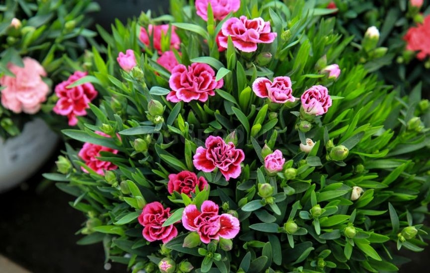 Какие цветы можно сеять на рассаду уже в январе