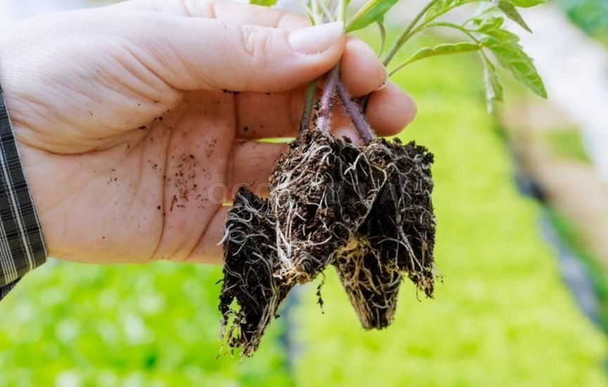 Когда начинать подкормки рассады