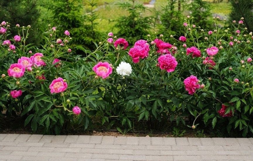 Однолетники или многолетники: что выбрать Однолетники или многолетники: что выбрать