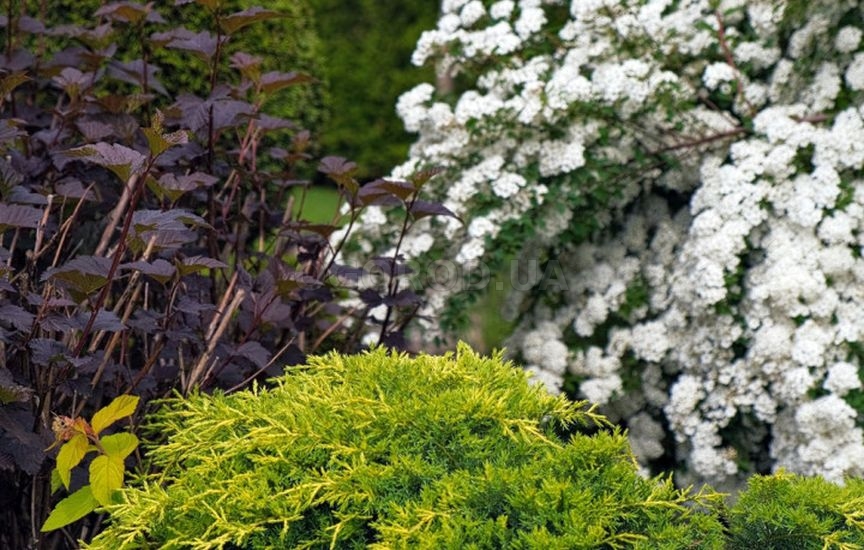 С чем и где посадить можжевельник – 9 стильных вариантов