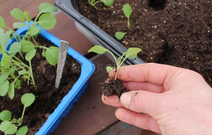 Рассада капусты: сроки и уход