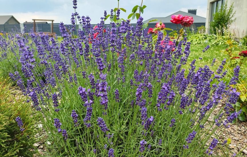 Какие цветы можно сеять на рассаду уже в январе