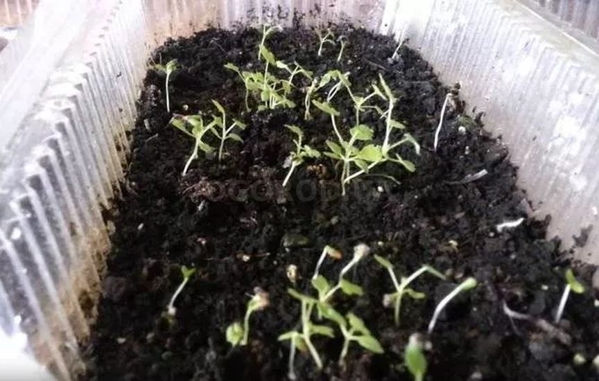 Малина из семян в домашних условиях