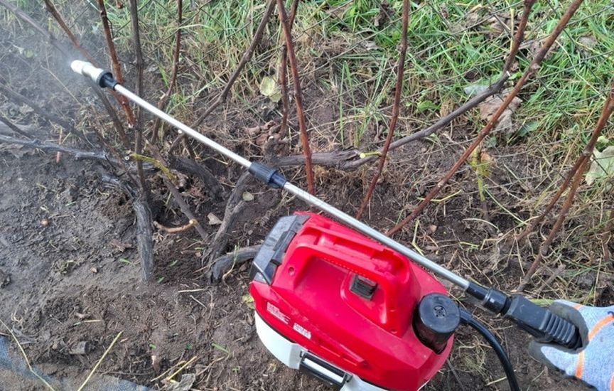 Укрытие винограда: советы опытного садовода Укрытие винограда: советы опытного садовода