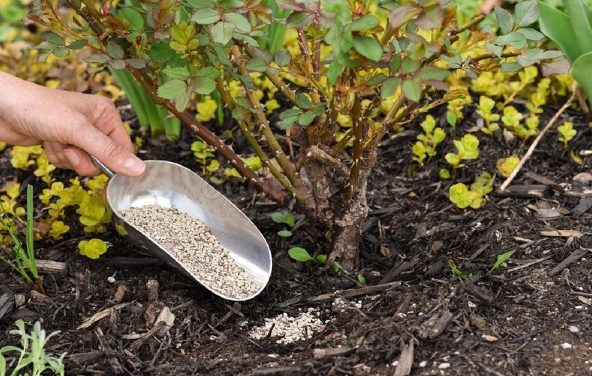 Обязательные весенние подкормки сада: составы и сроки