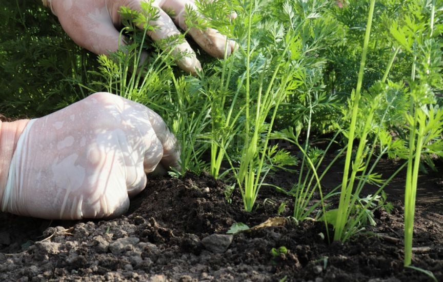 5 секретов сладкой и крупной моркови