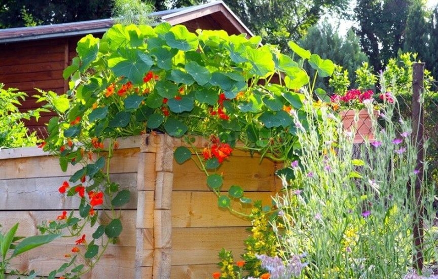 Без «химии»: 5 растений, которые отпугивают вредителей Без «химии»: 5 растений, которые отпугивают вредителей