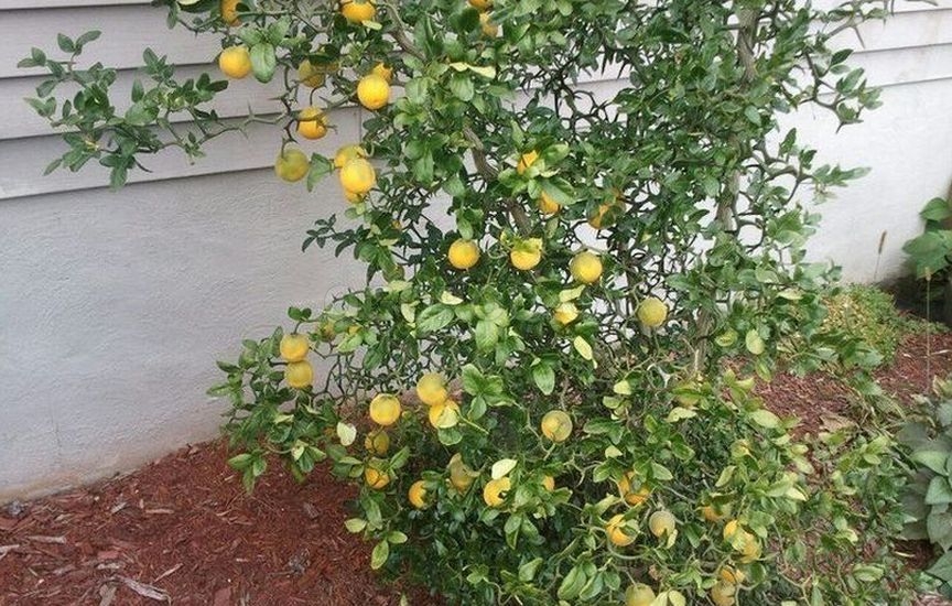 Понцирус трехлистный: выращивание и уход