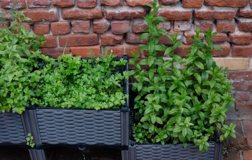 Планировка участка на будущий год