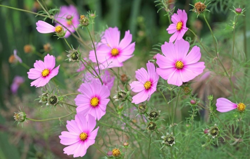 Какие цветы посеять прямо в грунт в апреле-мае