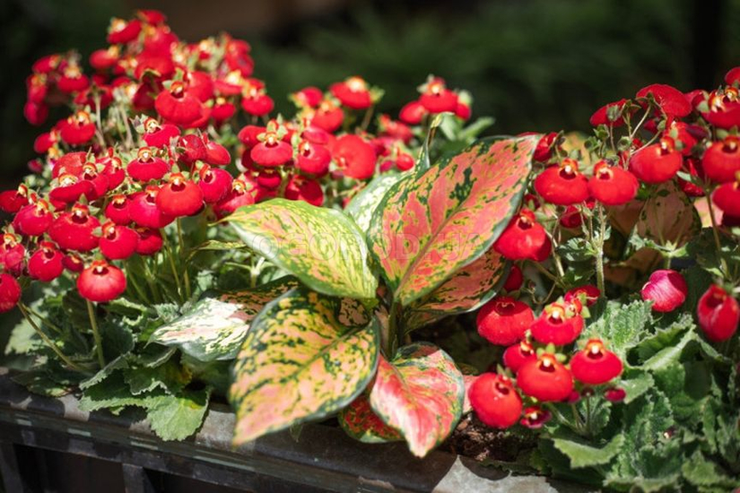 Какие цветы можно сеять на рассаду уже в январе