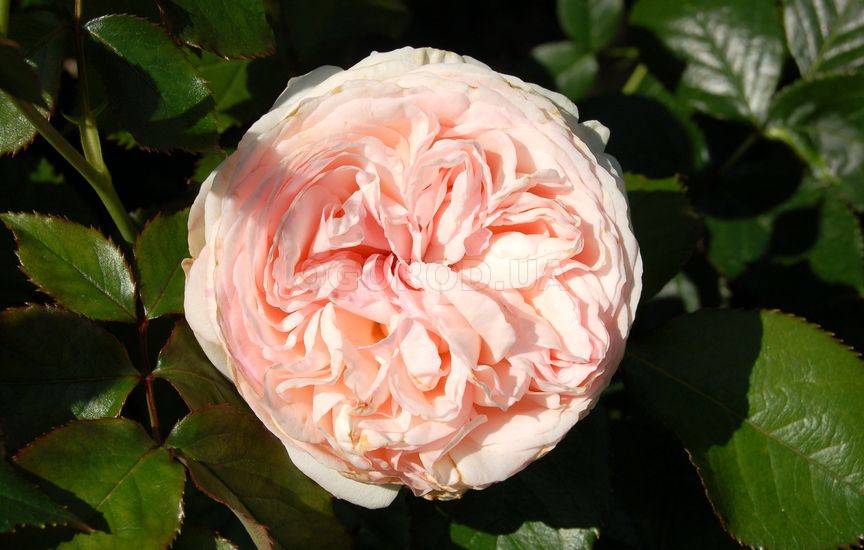 Розы «Пьер де Ронсар» или «Эден Роуз» (Pierre de Ronsard)