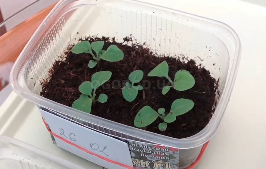 Как вырастить петунию из семян. Урок 3