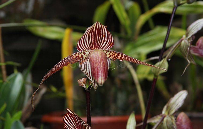 Орхидея «Золото Кинабалу» (Gold Kinabalu)