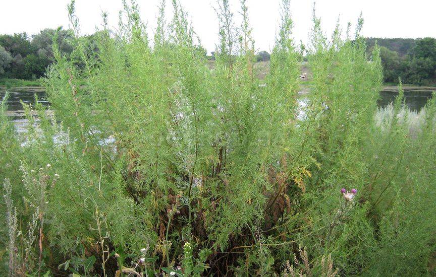 Полынь лечебная (лат. Artemisia abrotanum)