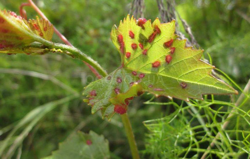 Виноградная филлоксера (лат. Dactylosphaera vitifoliae), описание и ме