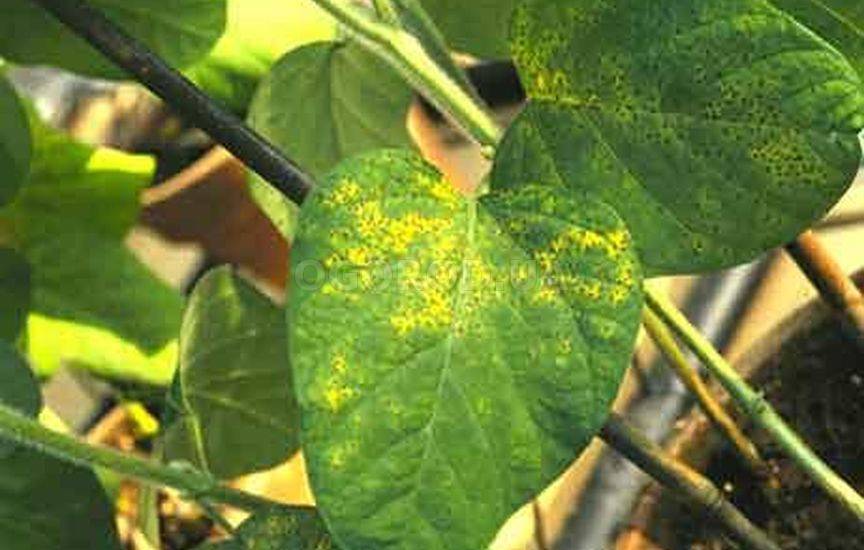 Хлороз листьев: виды, причины, методы устранения