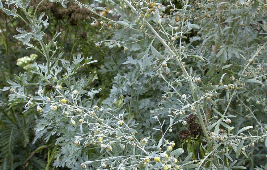 Полынь горькая (Artemisia absinthium) - основные показания к применени