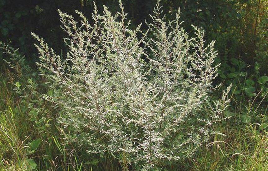 Полынь обыкновенная (Artemisia vulgaris) - основные показания к примен