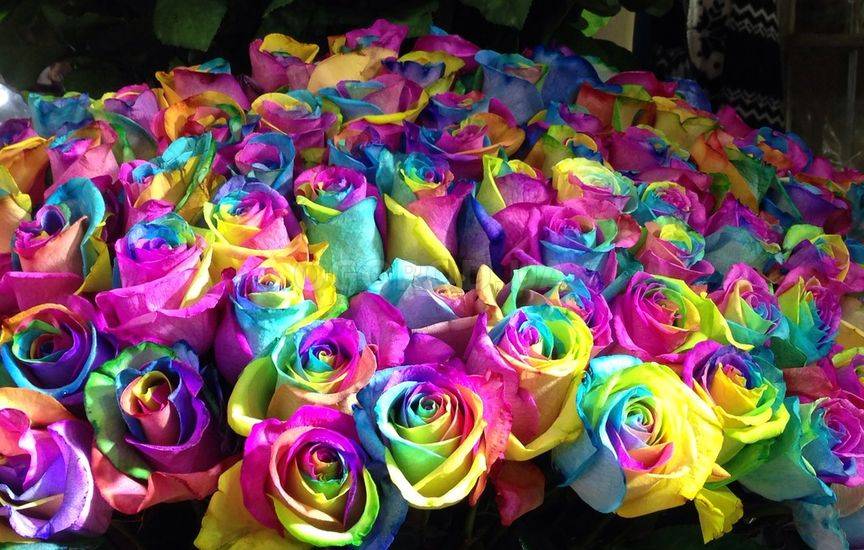 Радужные розы (Rainbow Rose)