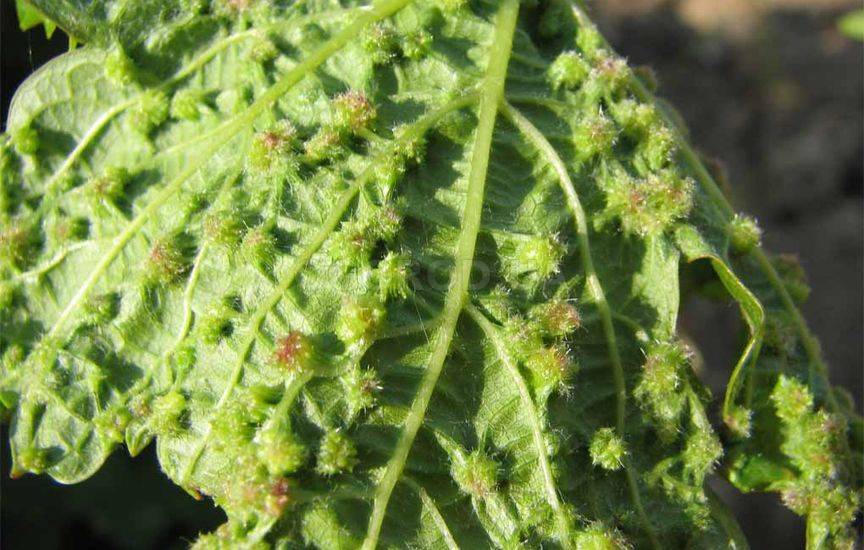 Виноградная филлоксера (лат. Dactylosphaera vitifoliae), описание и меры борьбы