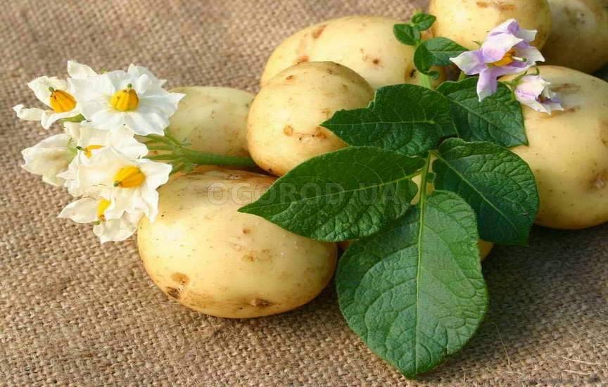 История картофеля