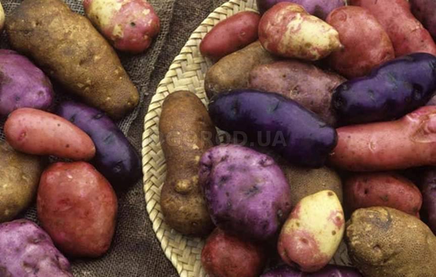 характеристика картофеля