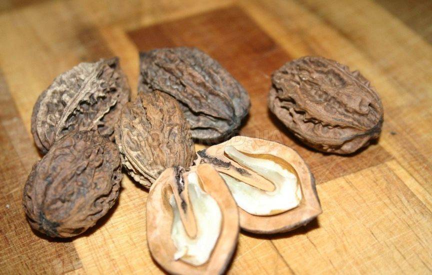 Лечебные свойства маньчжурского ореха