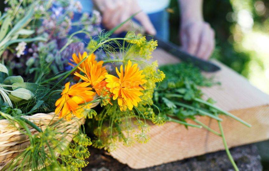 Пряные цветы – как использовать в кулинарии