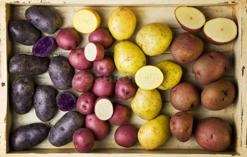 характеристика картофеля