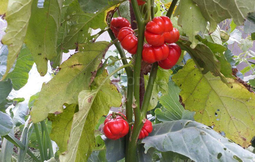 Баклажаны — выращивание и сорта