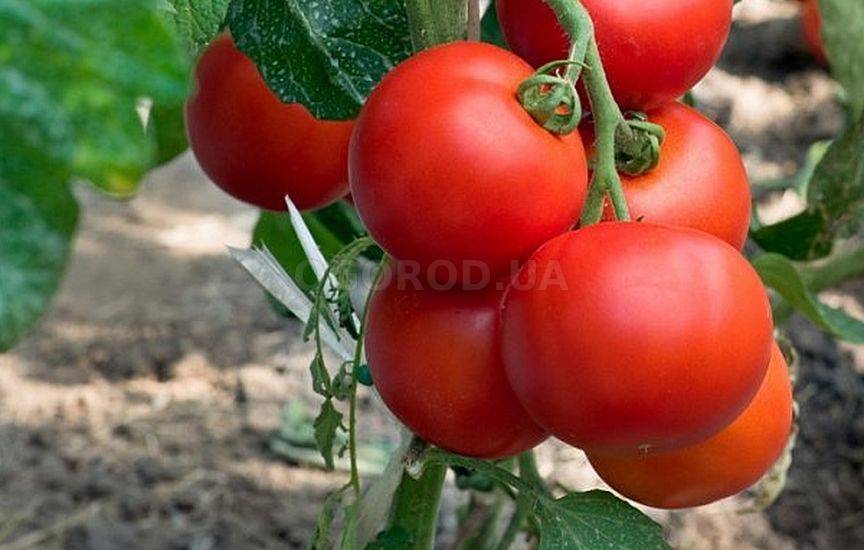 ранние низкорослые сорта томатов