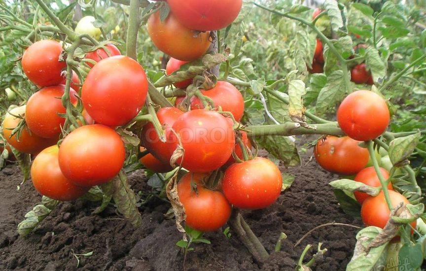 Раннеспелые низкорослые томаты - самые урожайные сорта для отрытого грунта