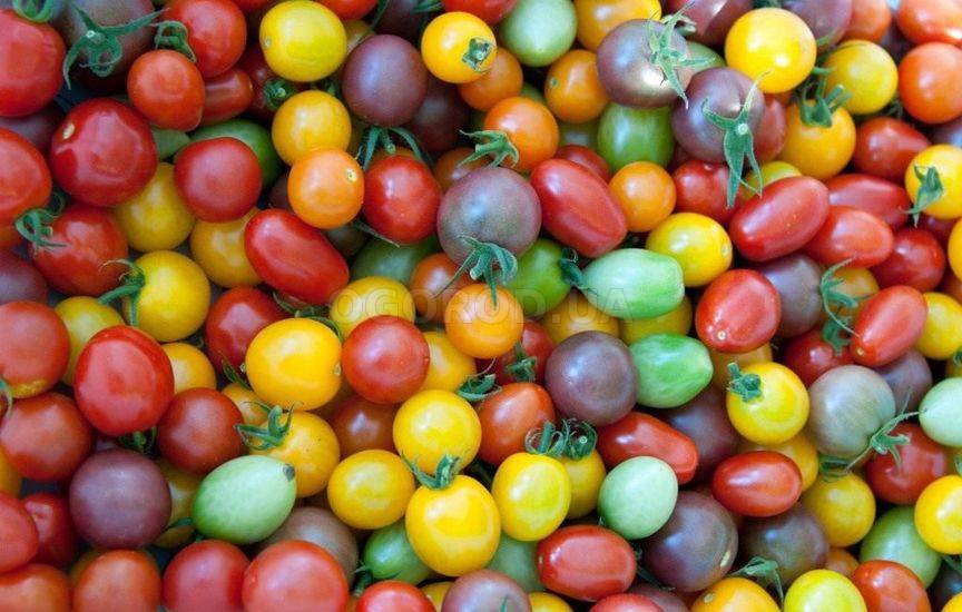 Разноцветные томаты: описание, полезные свойства