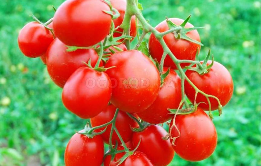 Высокорослые томаты: сорта и особенности выращивания