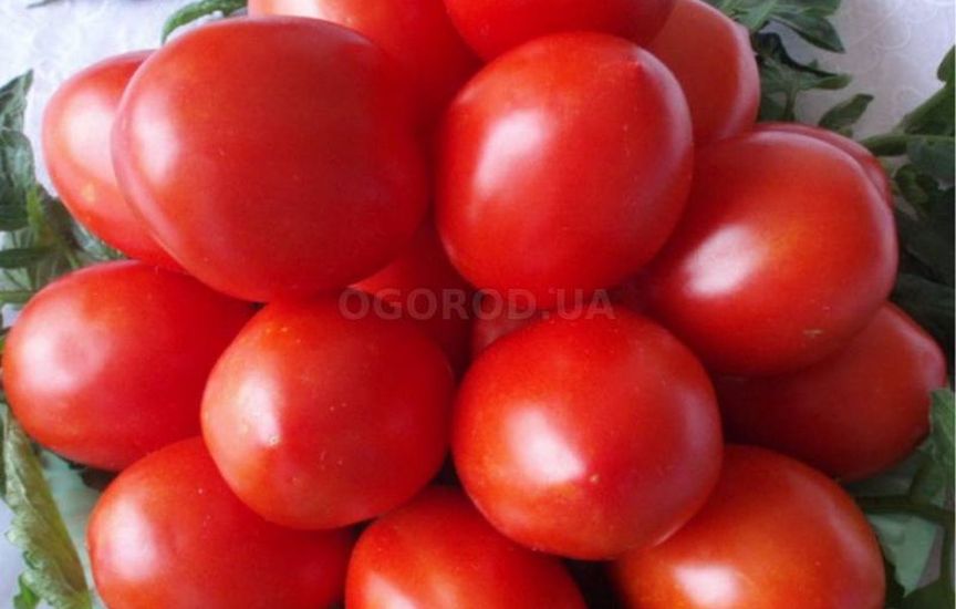 Раннеспелые низкорослые томаты - самые урожайные сорта для теплиц