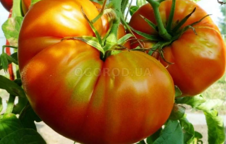 Раннеспелые низкорослые томаты - самые урожайные сорта для отрытого грунта