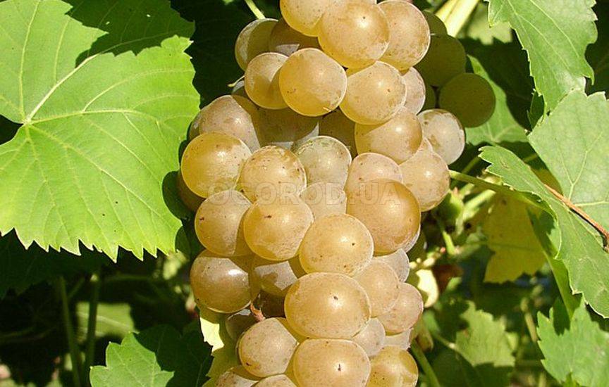 Виноград - морозостойкие, неукрывные сорта