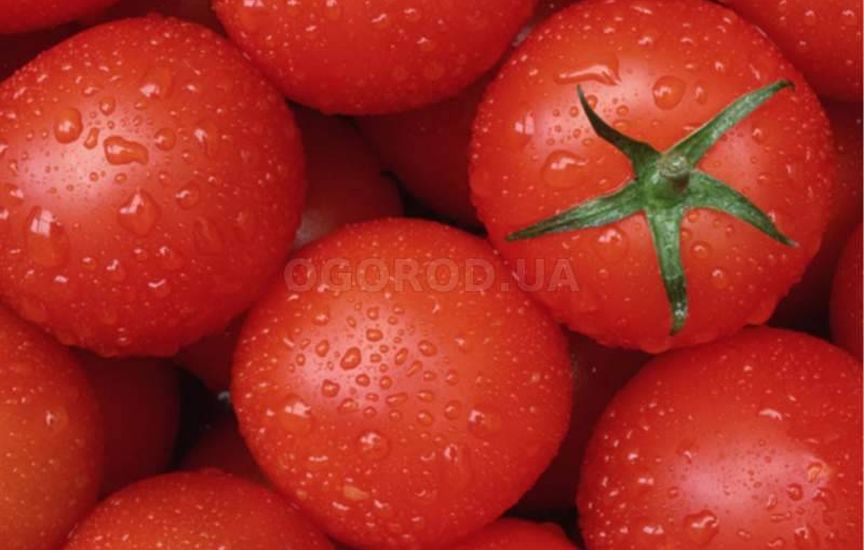 Раннеспелые низкорослые томаты - самые урожайные сорта для теплиц