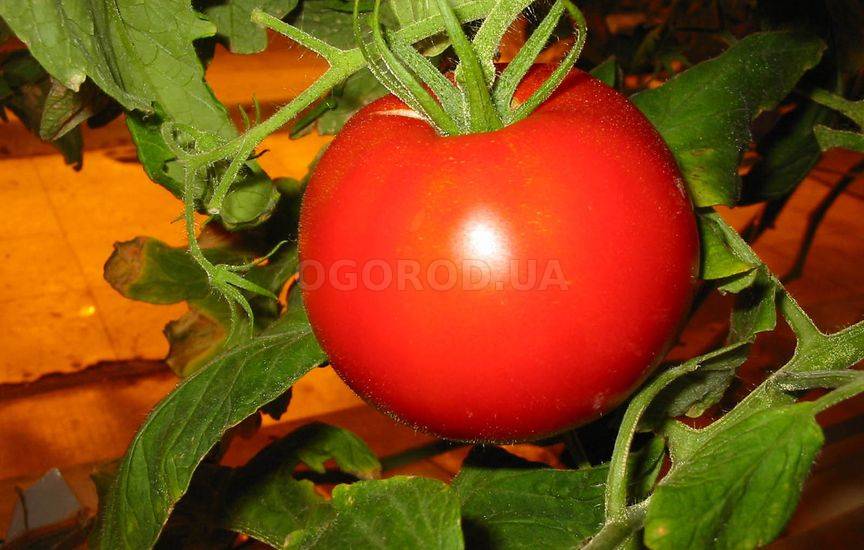 Сорта томатов для Украины названия, фото, описание