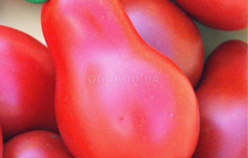 Высокорослые помидоры: сорта и особенности выращивания